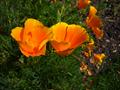 california poppy